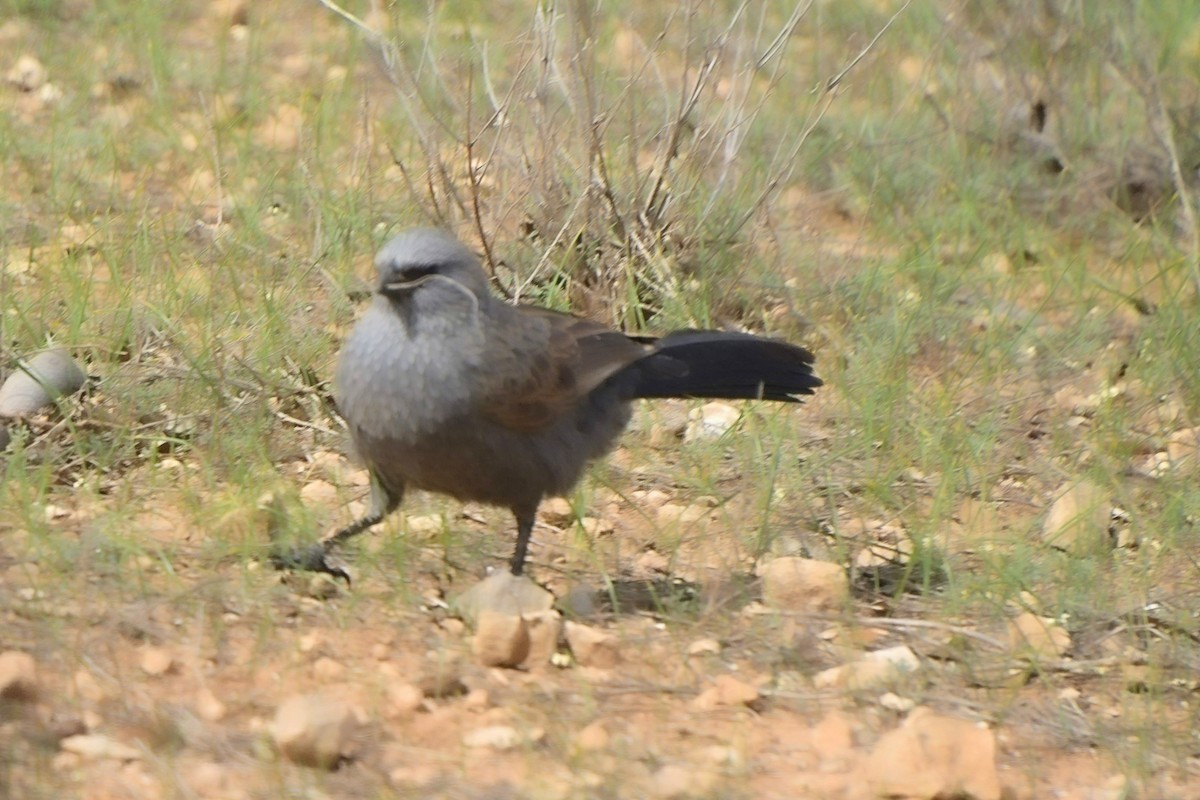 Apostlebird - ML641602277