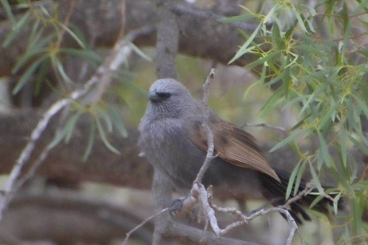 Apostlebird - ML641602322