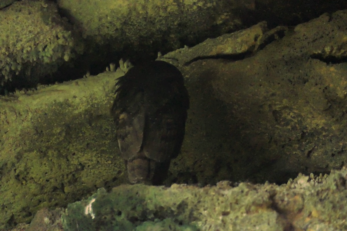 American Barn Owl - ML641602338