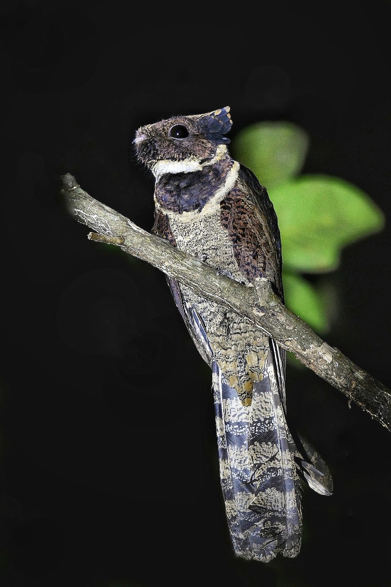 Great Eared-Nightjar - ML641602349