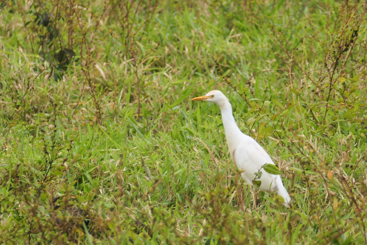 Western Cattle-Egret - ML641602351
