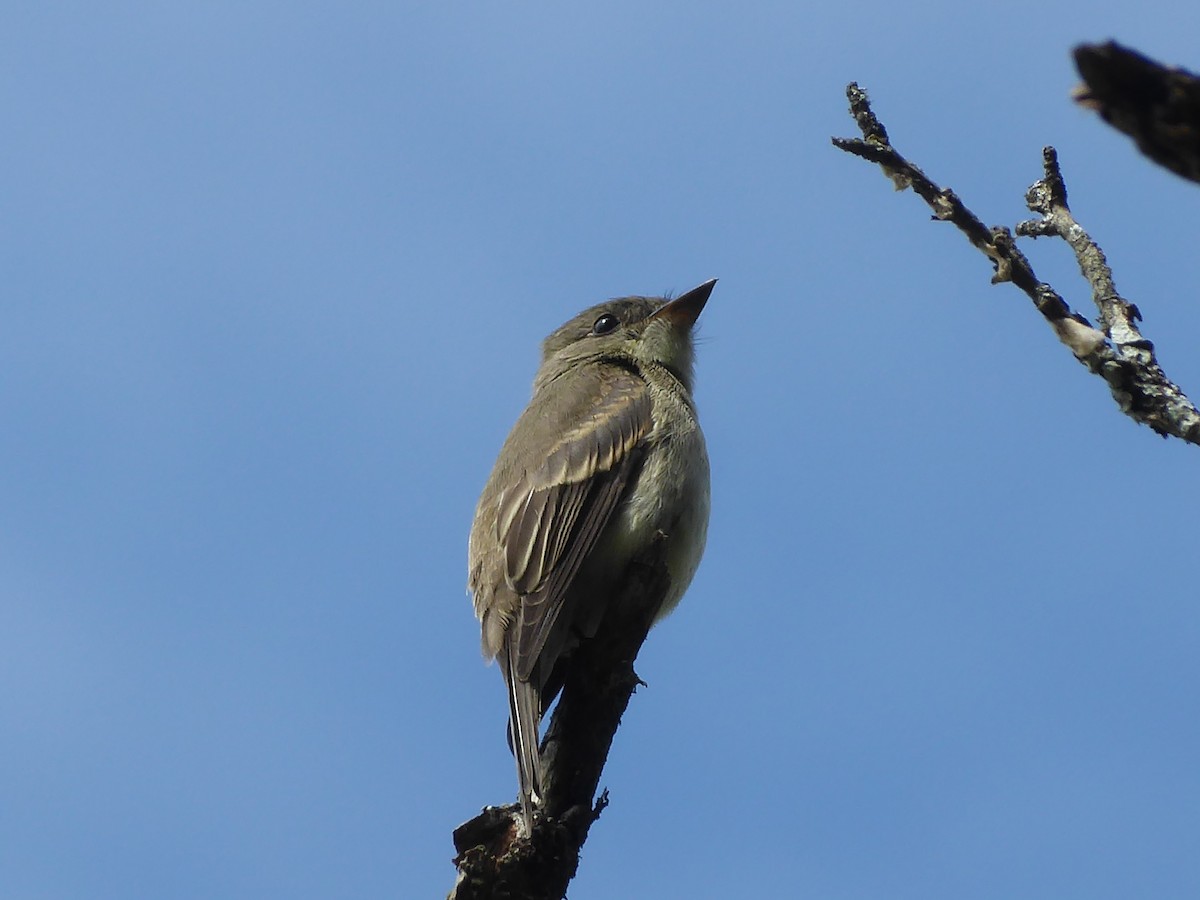 Eastern Wood-Pewee - ML641602367
