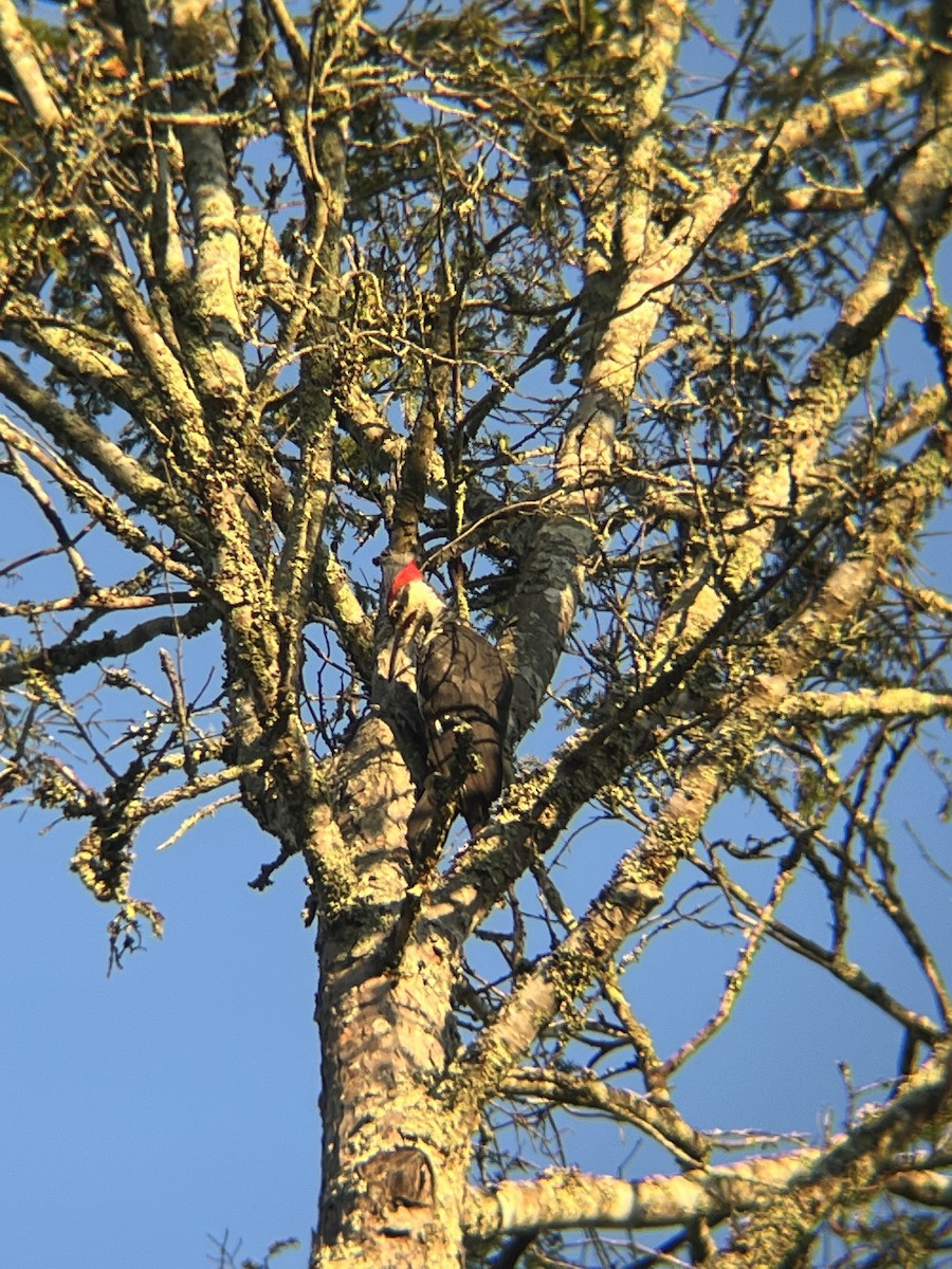 Pileated Woodpecker - ML641602369