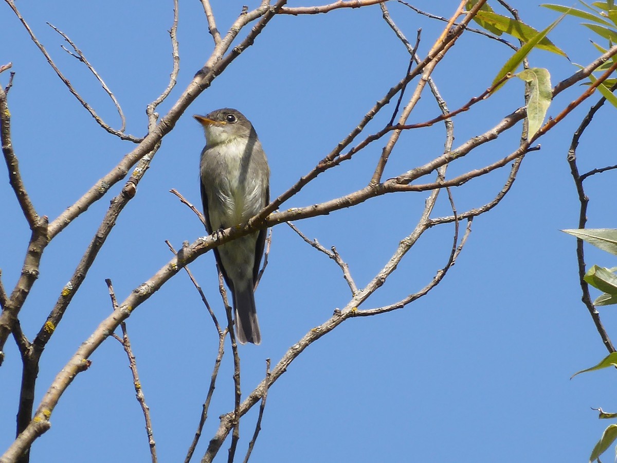 Eastern Wood-Pewee - ML641602374