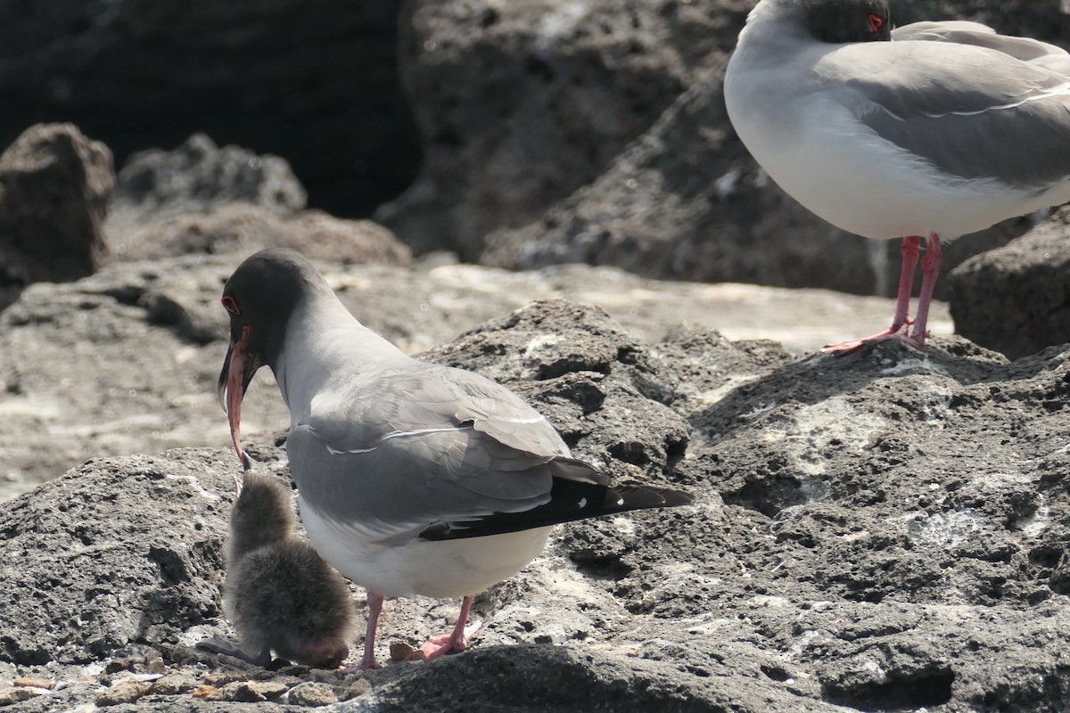 Swallow-tailed Gull - ML641602379