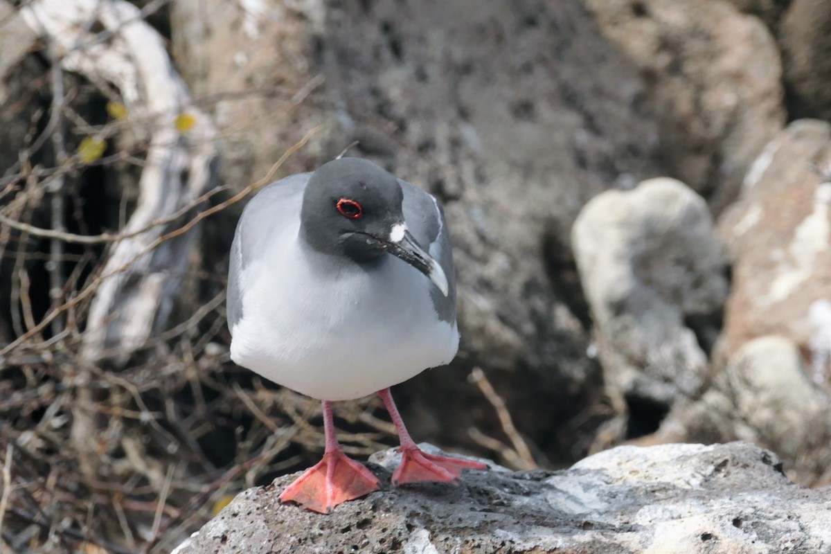 Swallow-tailed Gull - ML641602380