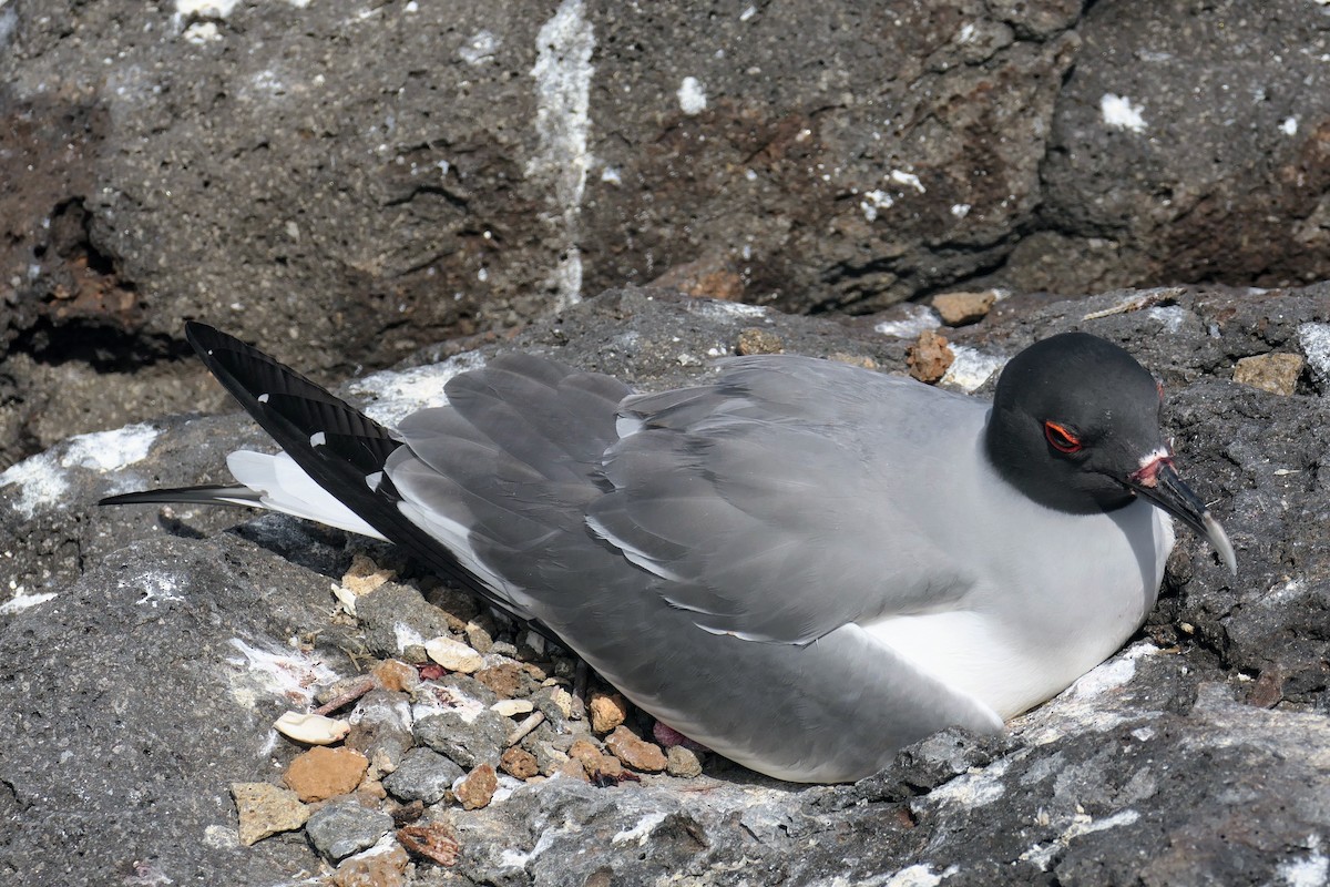 Swallow-tailed Gull - ML641602381