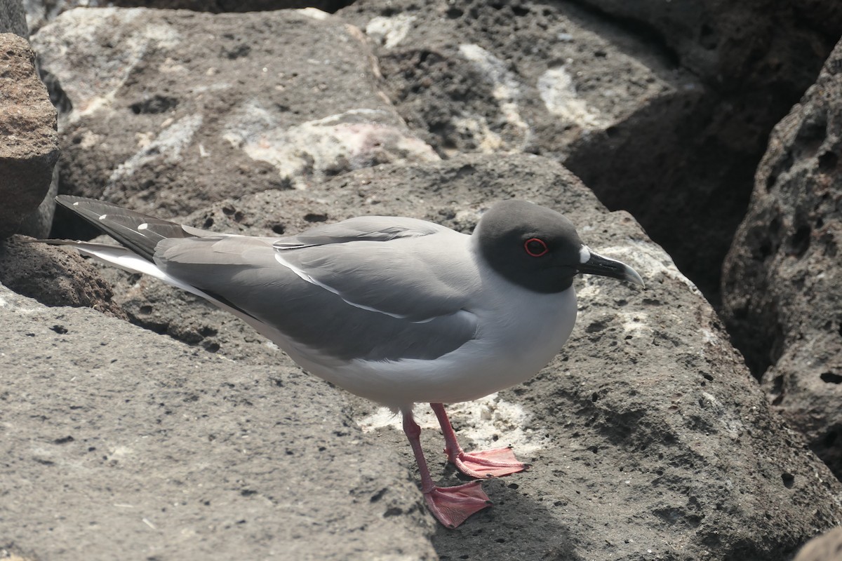 Swallow-tailed Gull - ML641602382
