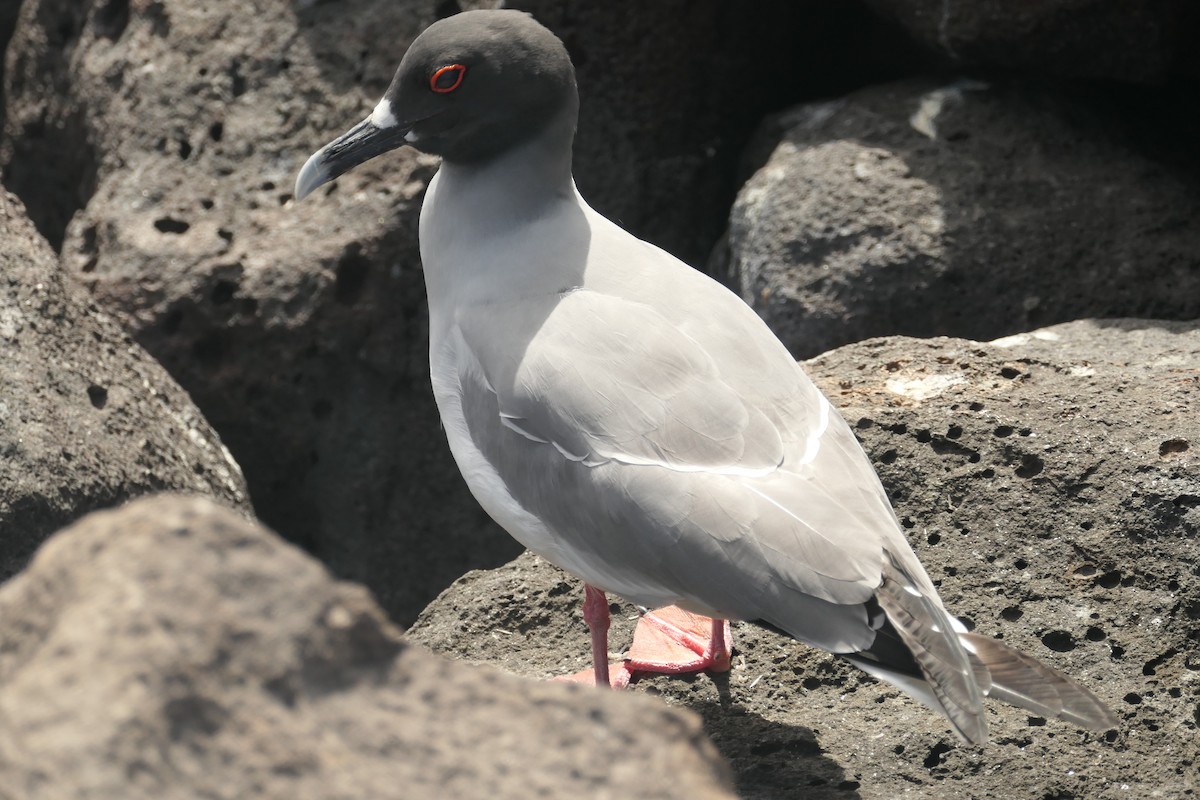 Swallow-tailed Gull - ML641602383