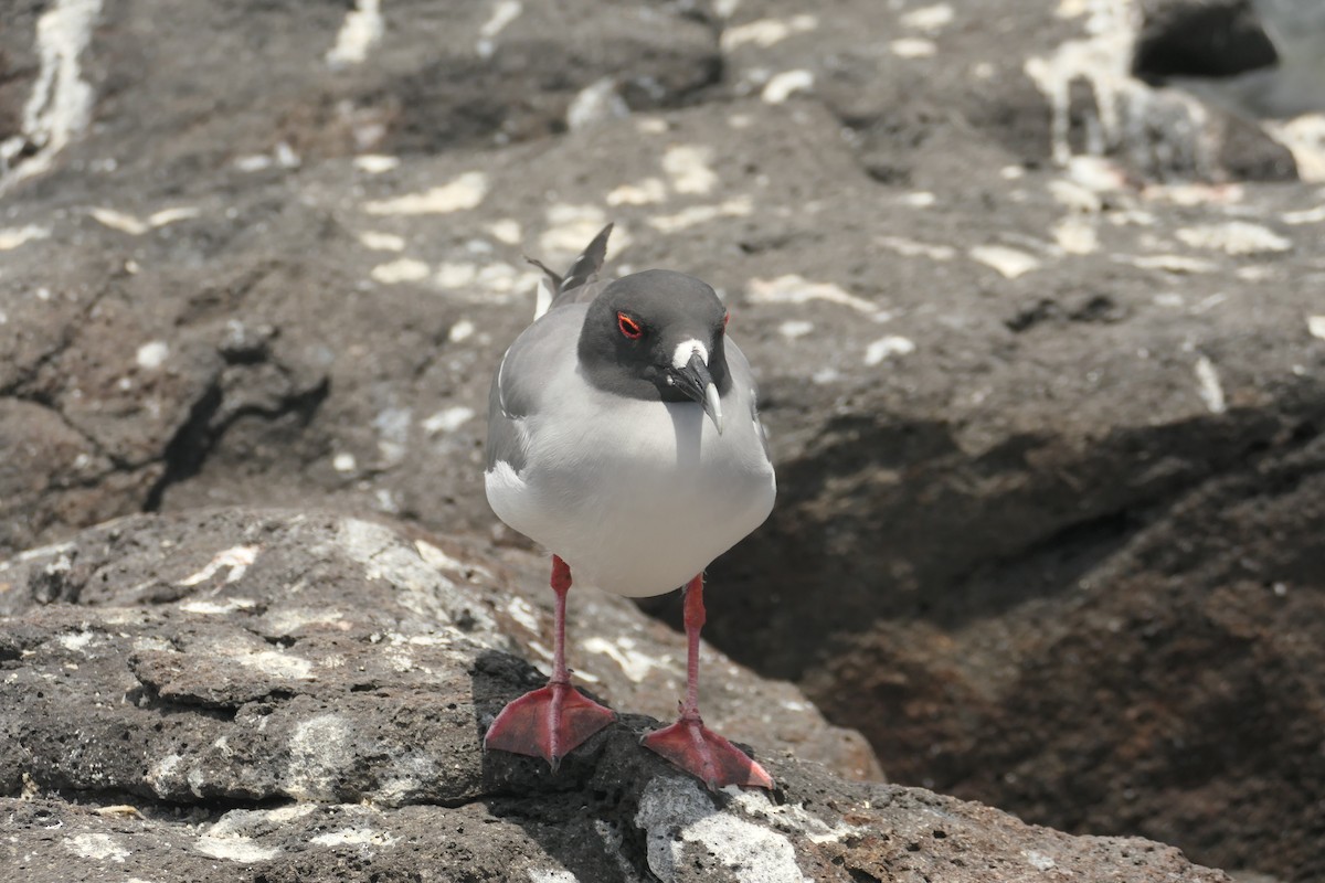 Swallow-tailed Gull - ML641602384