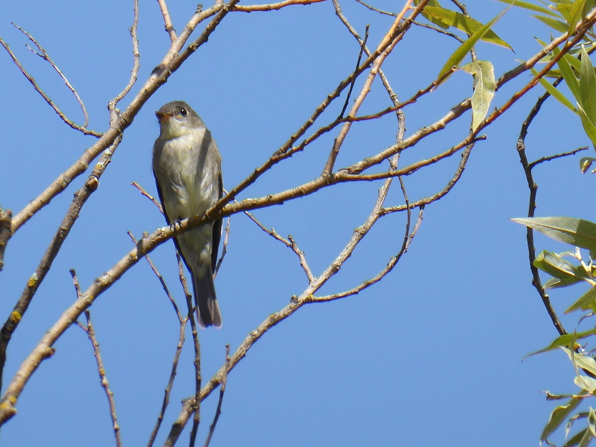 Eastern Wood-Pewee - ML641602387