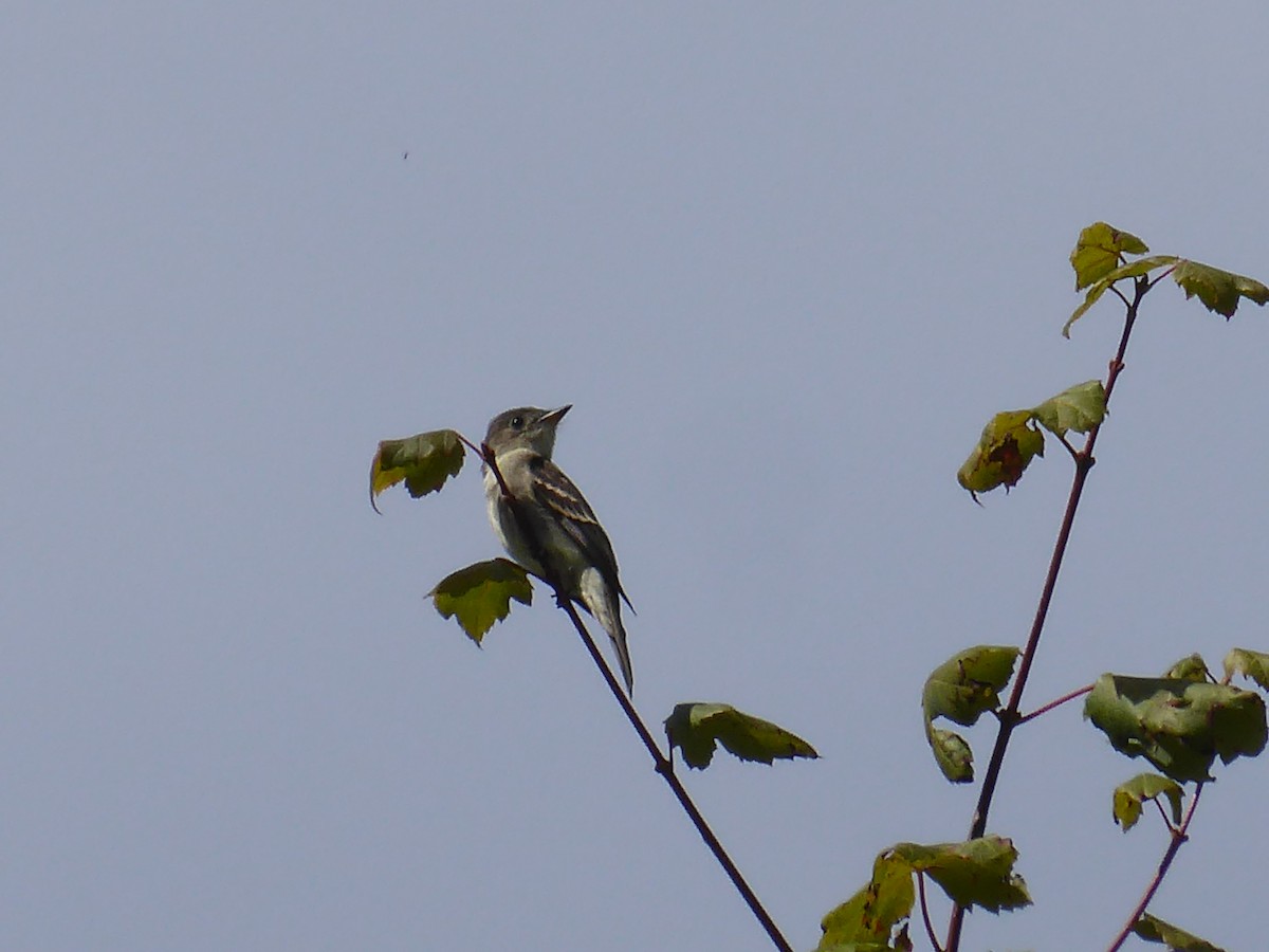 Eastern Wood-Pewee - ML641602389