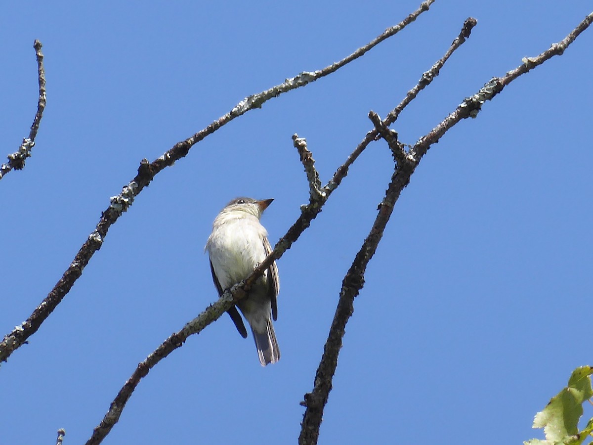 Eastern Wood-Pewee - ML641602400