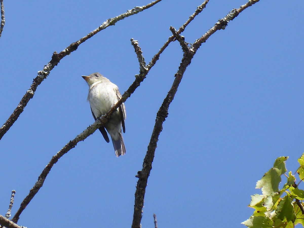 Eastern Wood-Pewee - ML641602410
