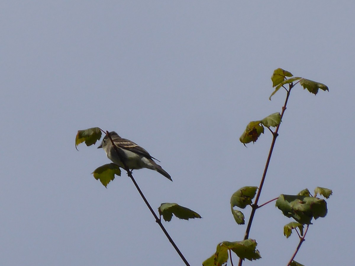 Eastern Wood-Pewee - ML641602415