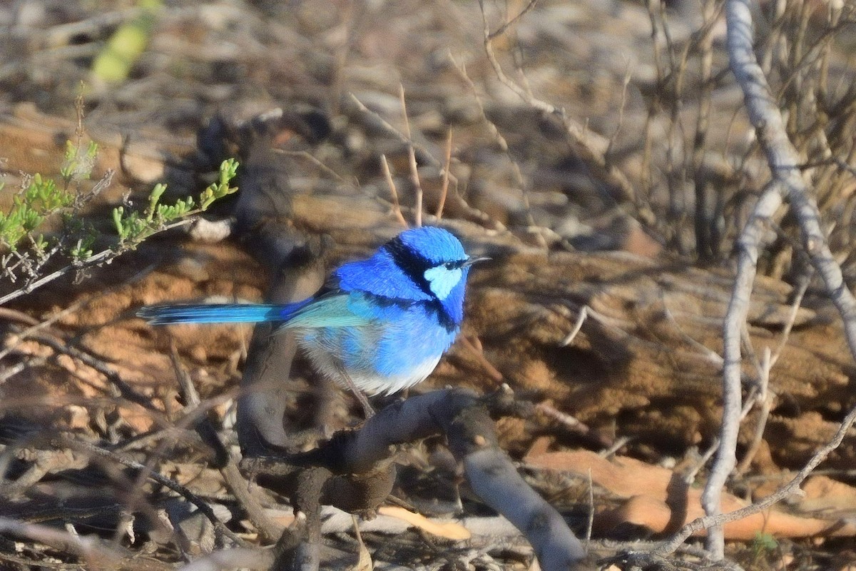 Splendid Fairywren - ML641602475