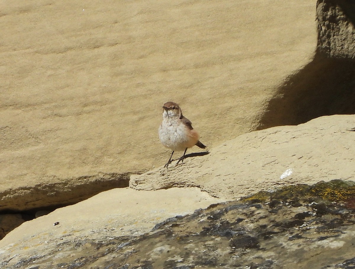 Troglodyte des rochers - ML641602477