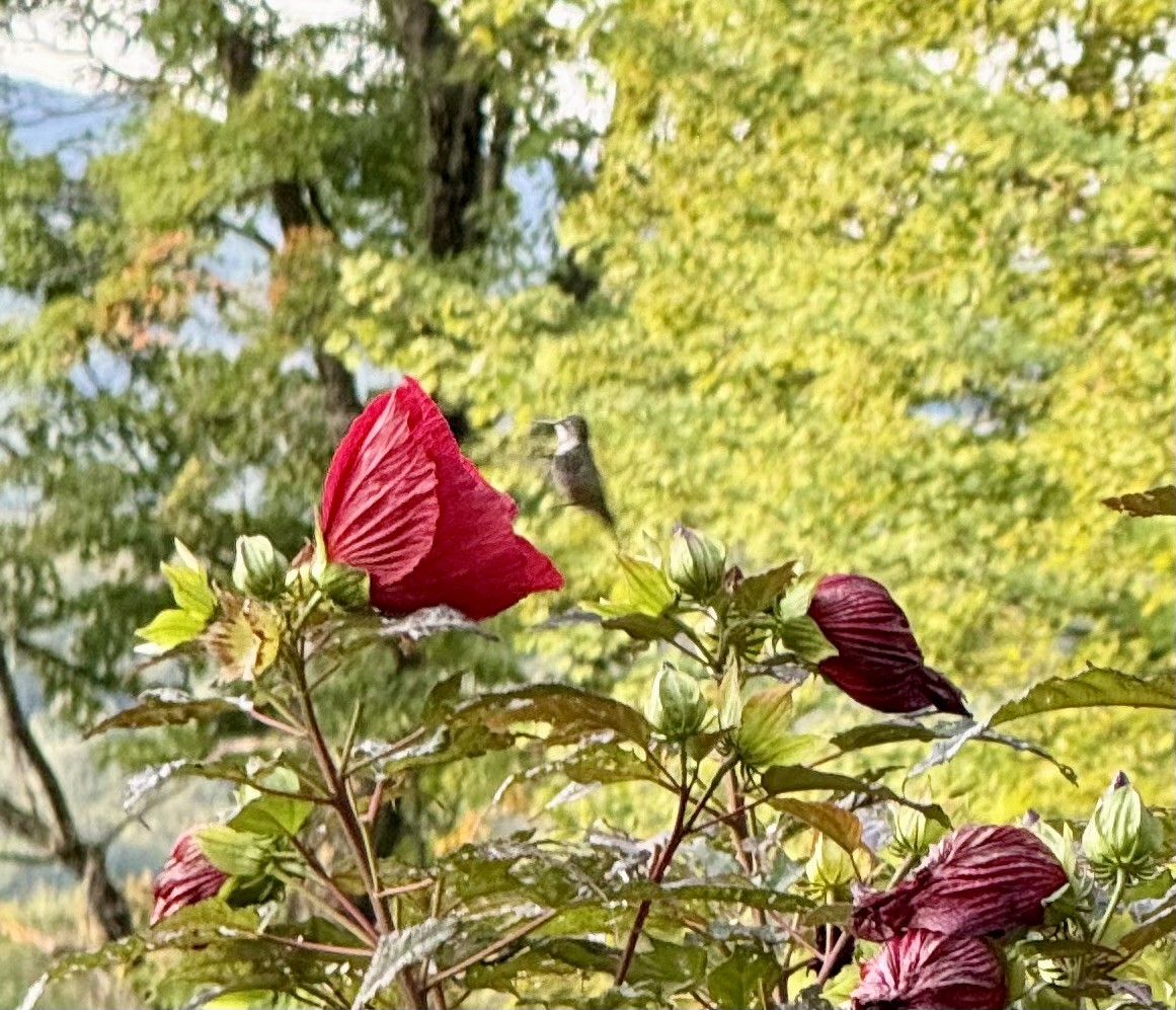 Ruby-throated Hummingbird - ML641602482