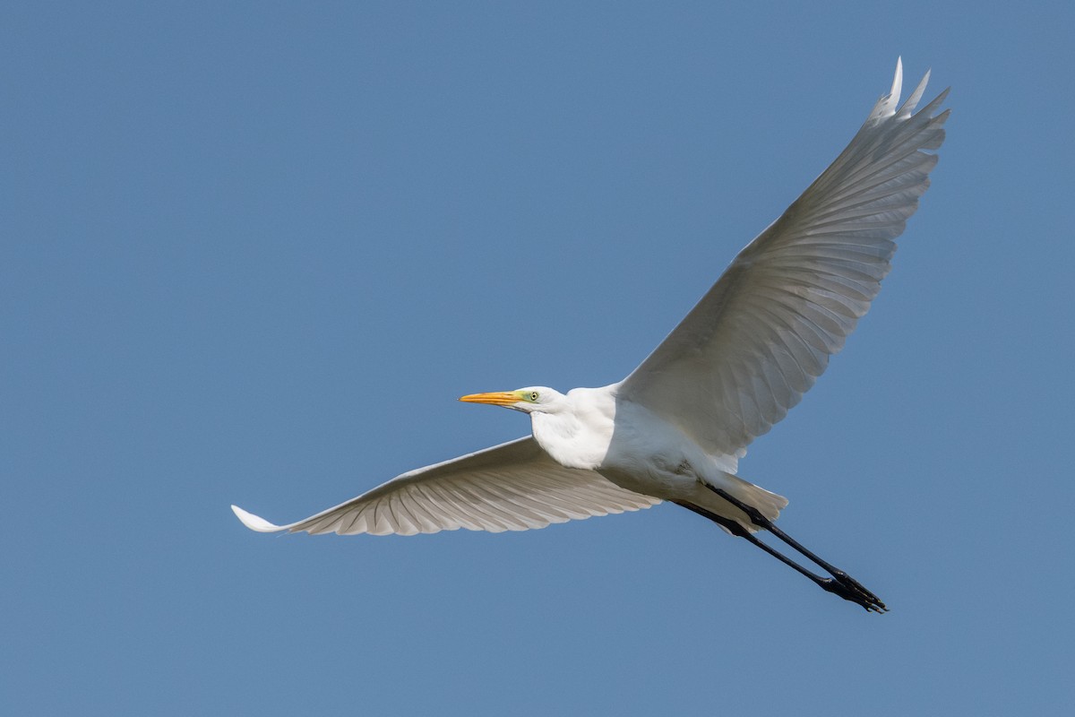 Great Egret - ML641602500