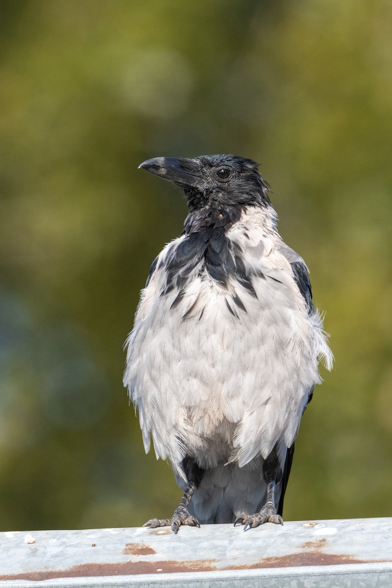 Hooded Crow - ML641602510