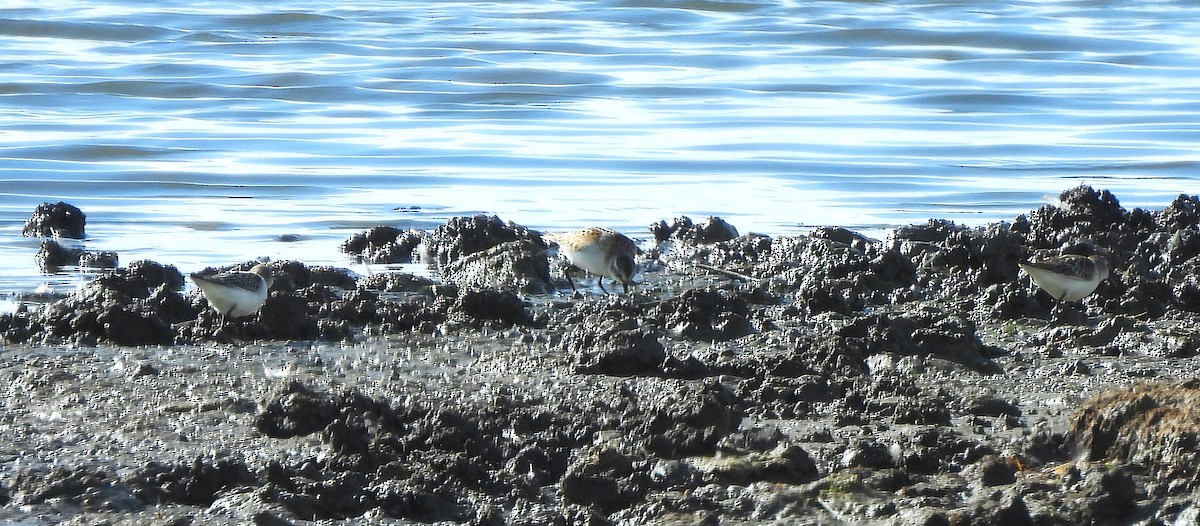 Little Stint - ML641602582