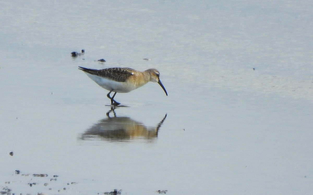 Curlew Sandpiper - ML641602591
