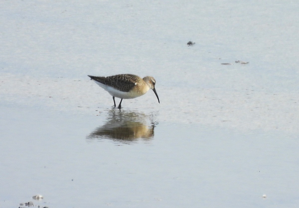 Curlew Sandpiper - ML641602594