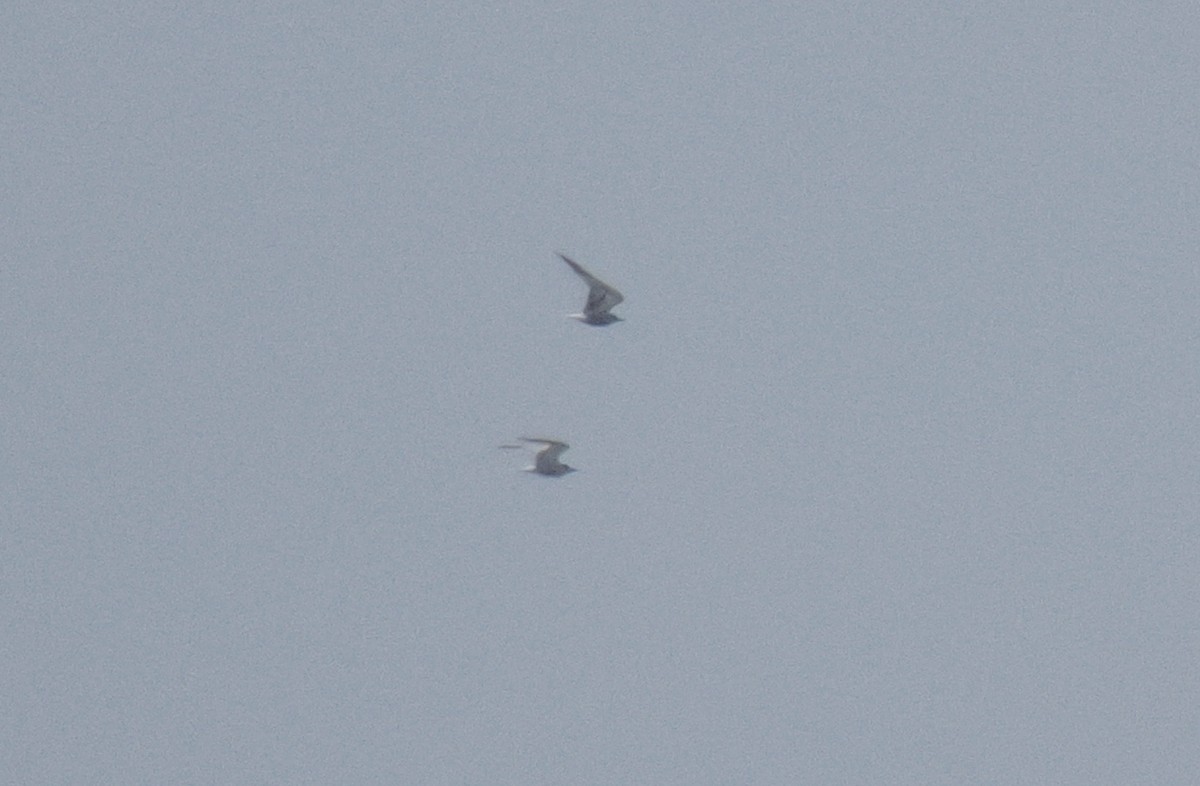 Aleutian Tern - ML641602597