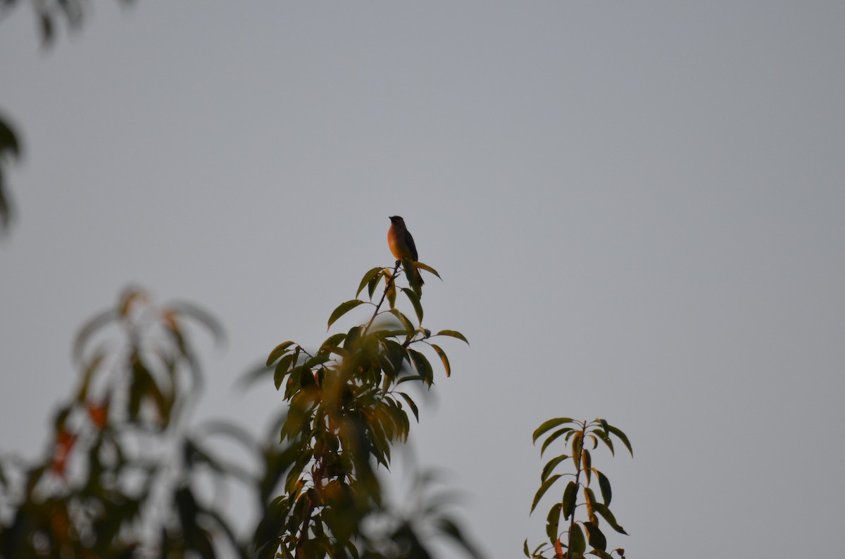 eBird Checklist - 9 Sep 2025 - Donald J. Trump SP--Indian Hill Section ...