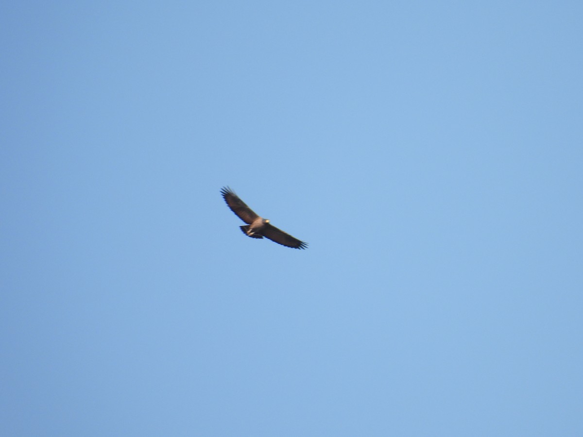 Rufous Crab Hawk - ML641602605