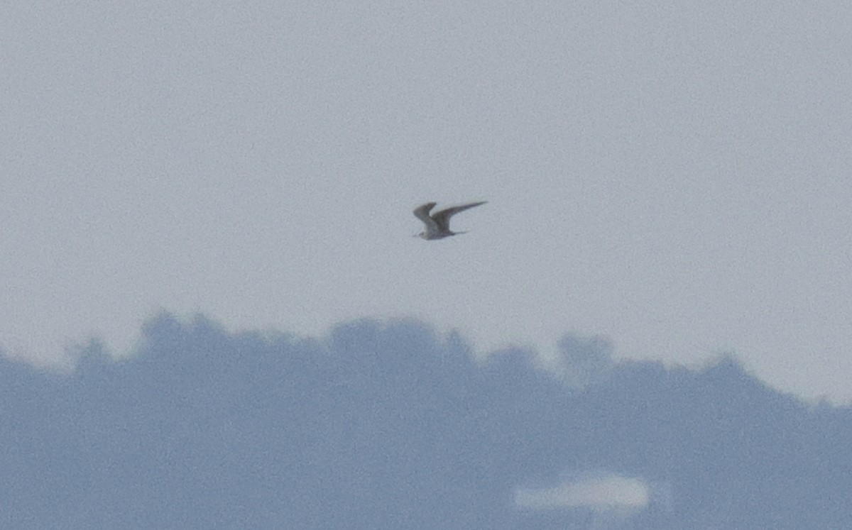 Bridled Tern - ML641602610