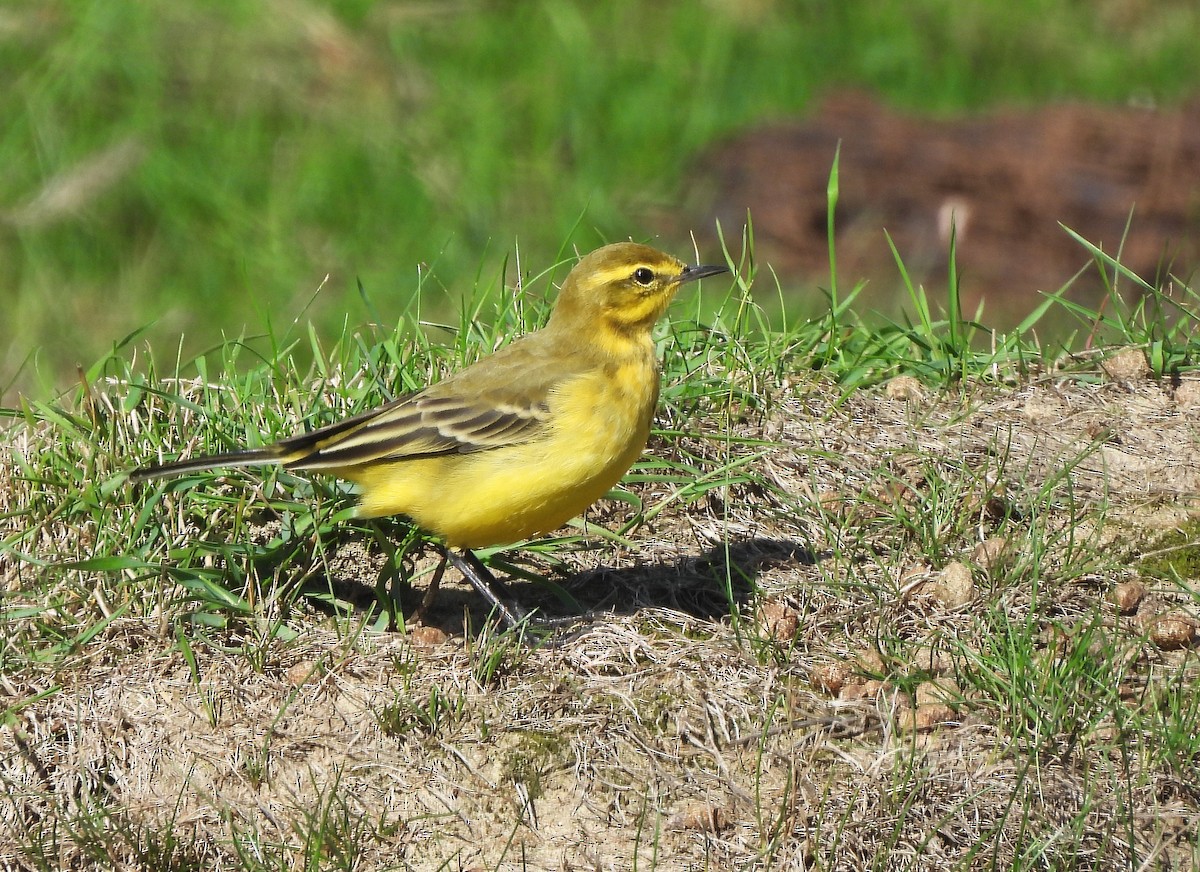 Western Yellow Wagtail - ML641602611