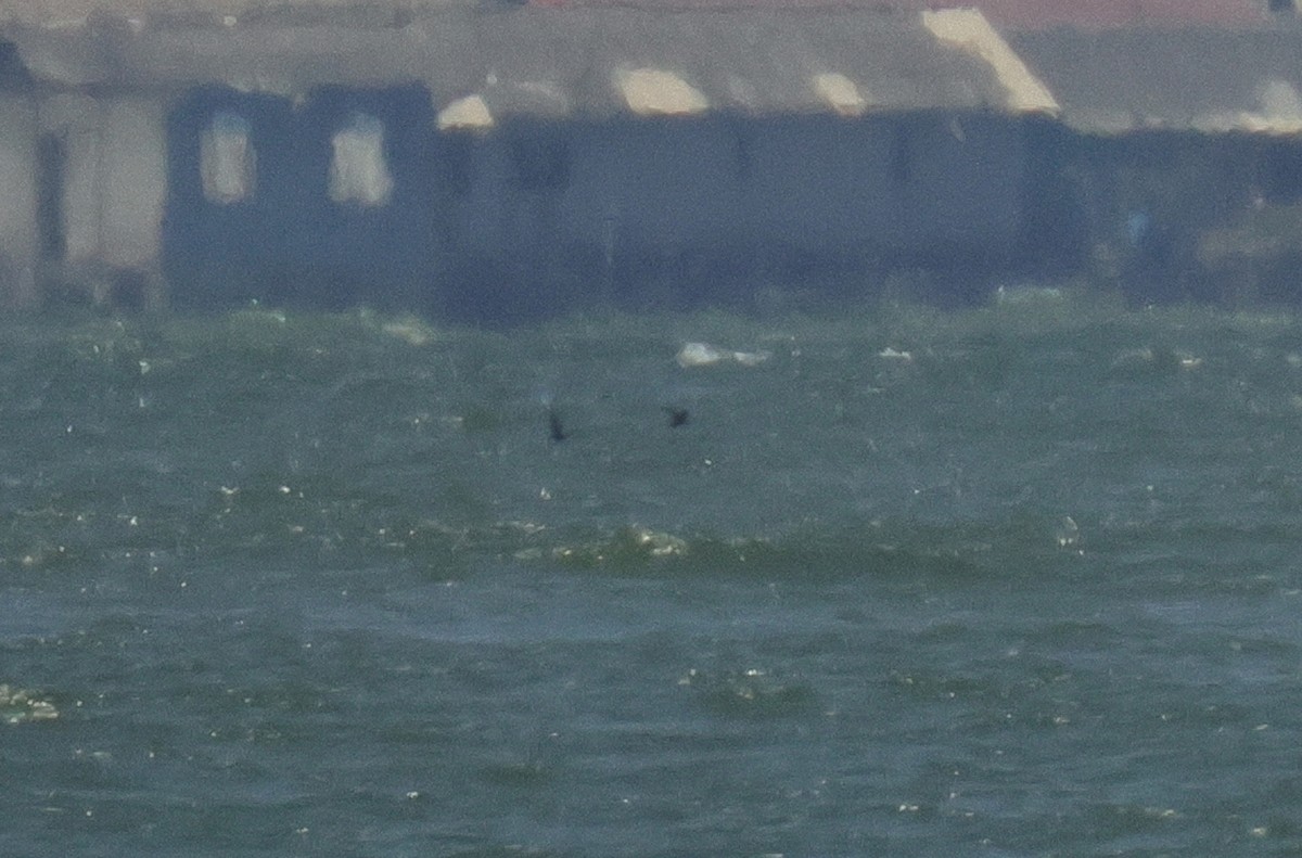 Swinhoe's Storm-Petrel - ML641602619