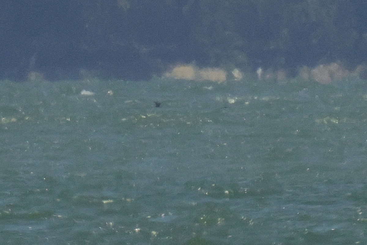 Swinhoe's Storm-Petrel - ML641602620