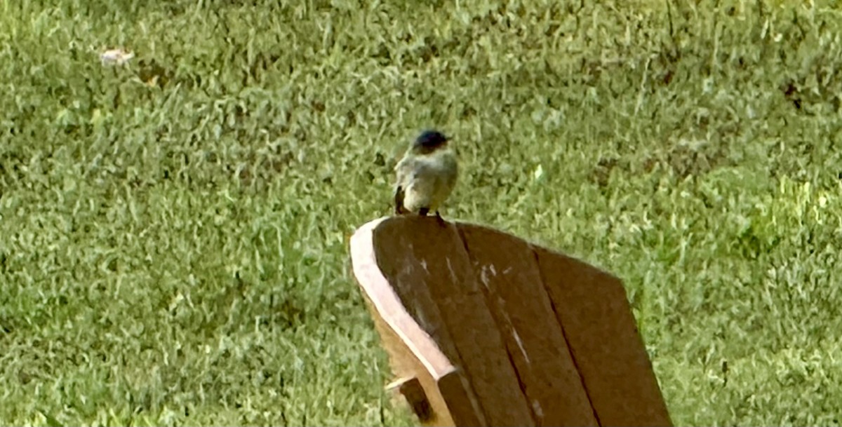 Eastern Phoebe - ML641602627