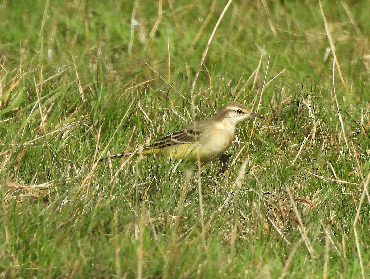 Western Yellow Wagtail - ML641602700