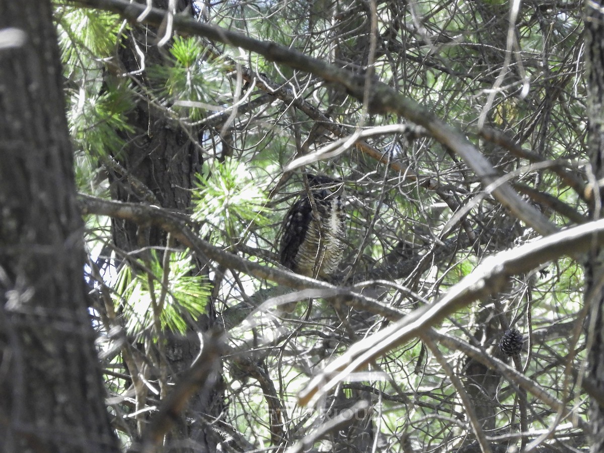 Great Horned Owl - ML641602742