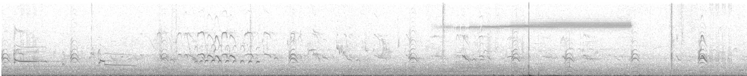 Pied Stilt - ML641602751