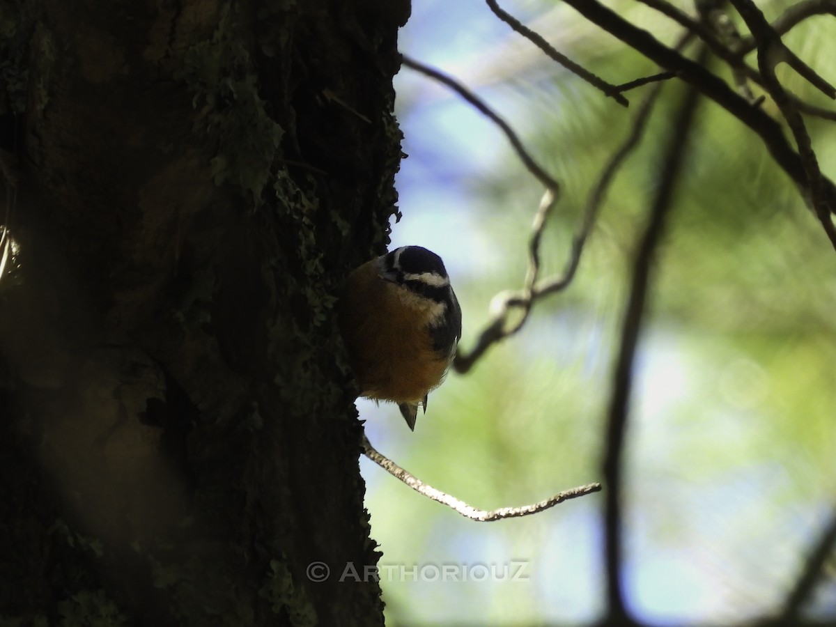 Red-breasted Nuthatch - ML641602761