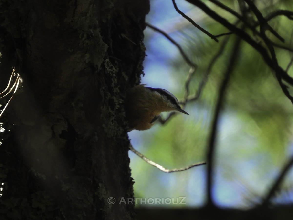 Red-breasted Nuthatch - ML641602762