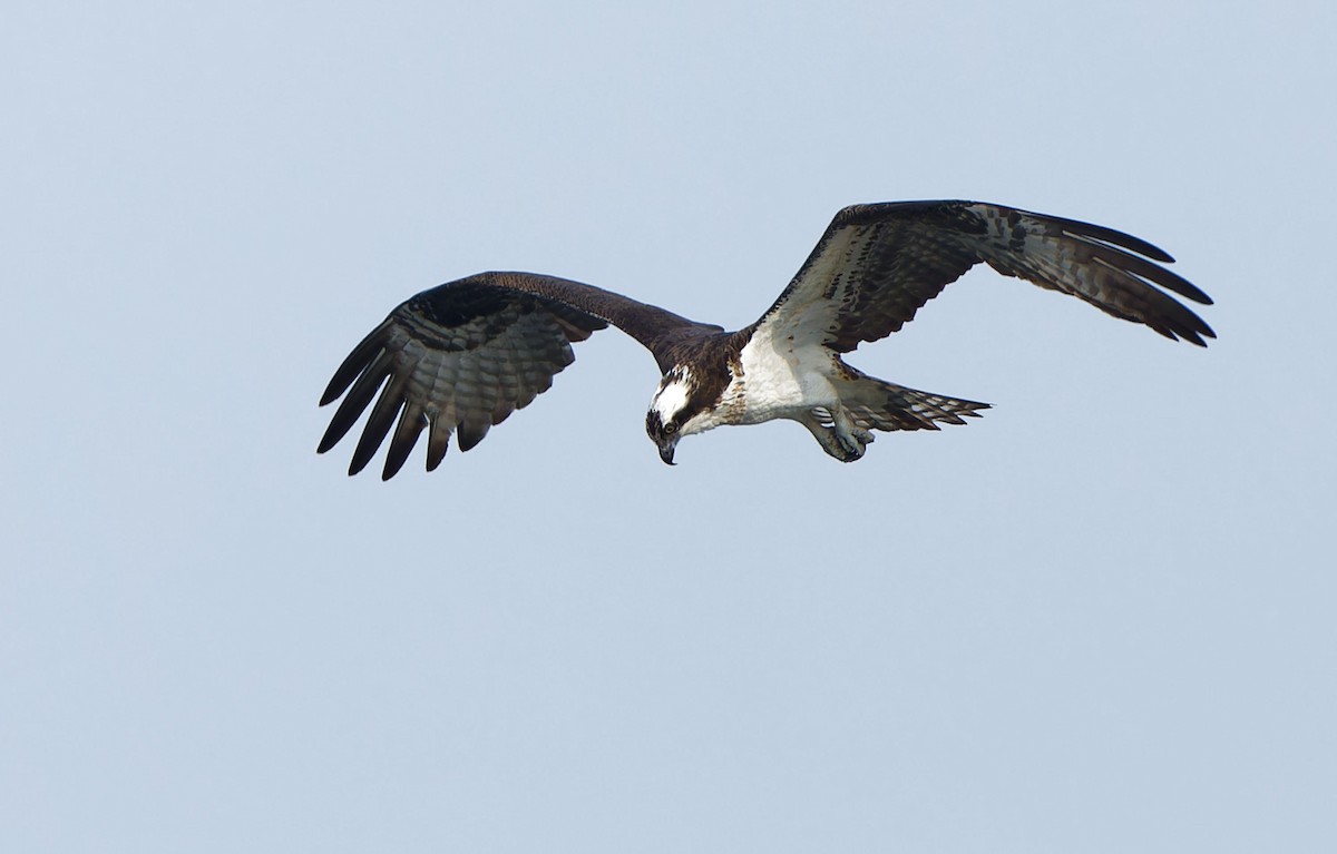 Osprey - ML641602768