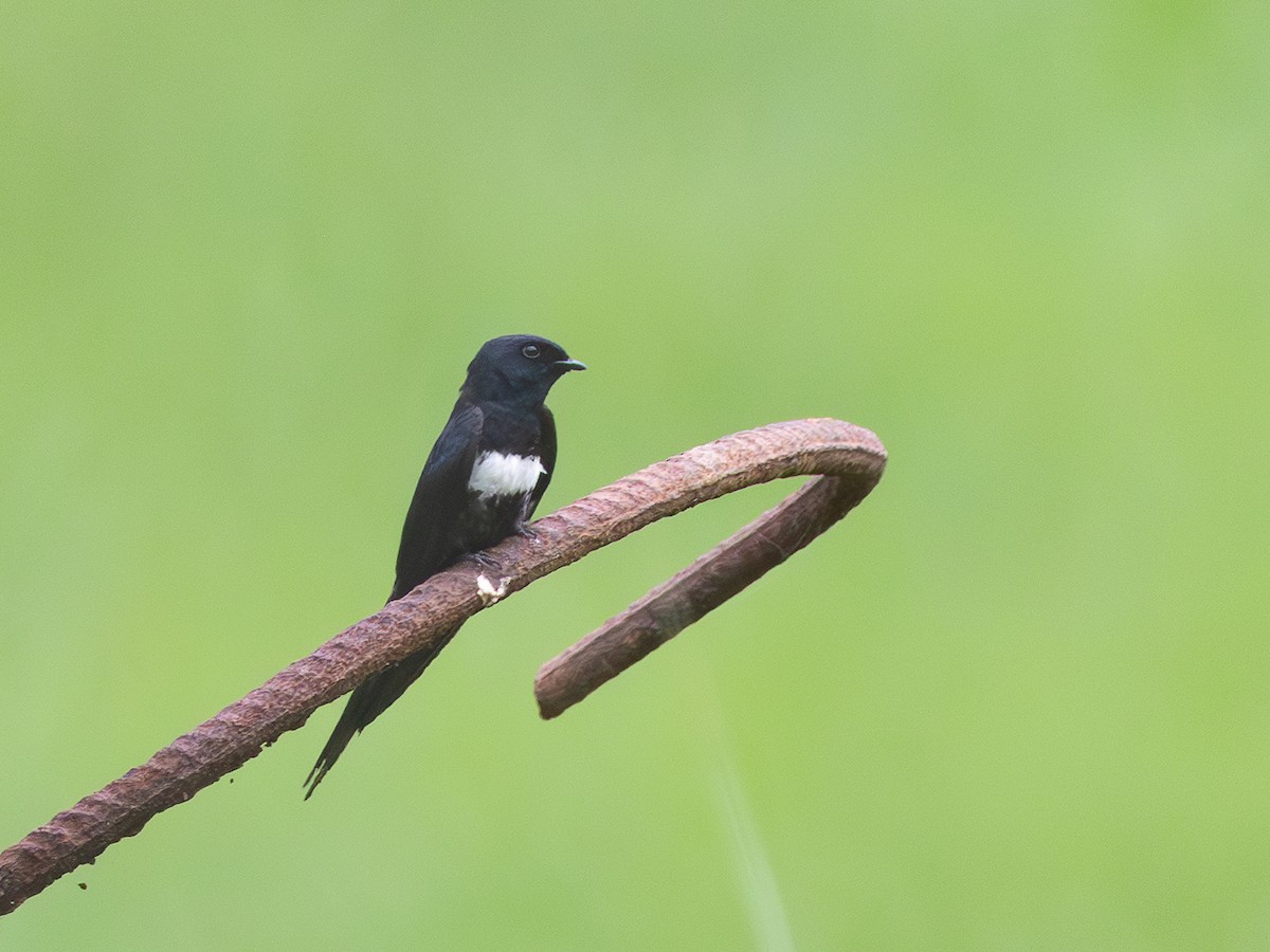 White-banded Swallow - ML641602830