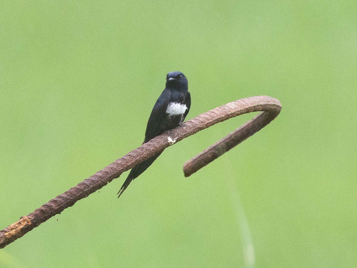 White-banded Swallow - ML641602831