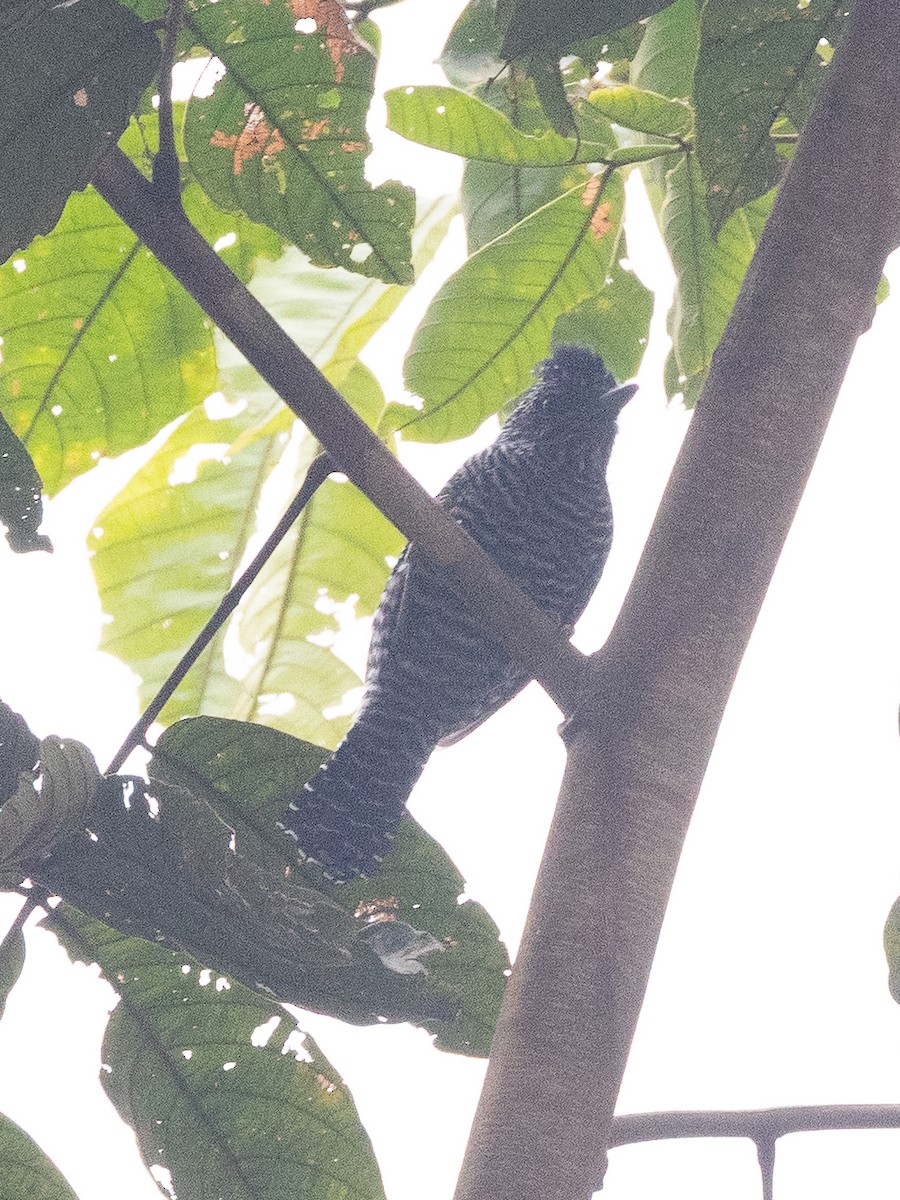Lined Antshrike - ML641602868