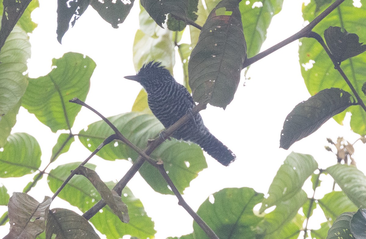 Lined Antshrike - ML641602869