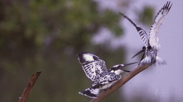 Pied Kingfisher - ML641602902