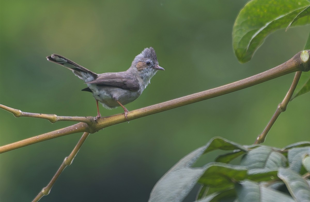 Striated Yuhina - ML641602948