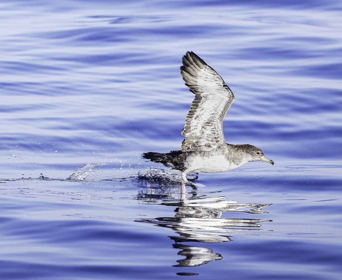 Pink-footed Shearwater - ML641602982