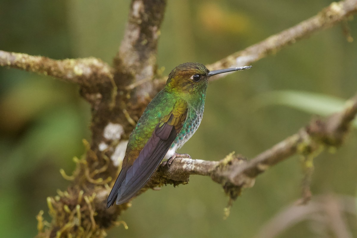 Greenish Puffleg - ML641602998