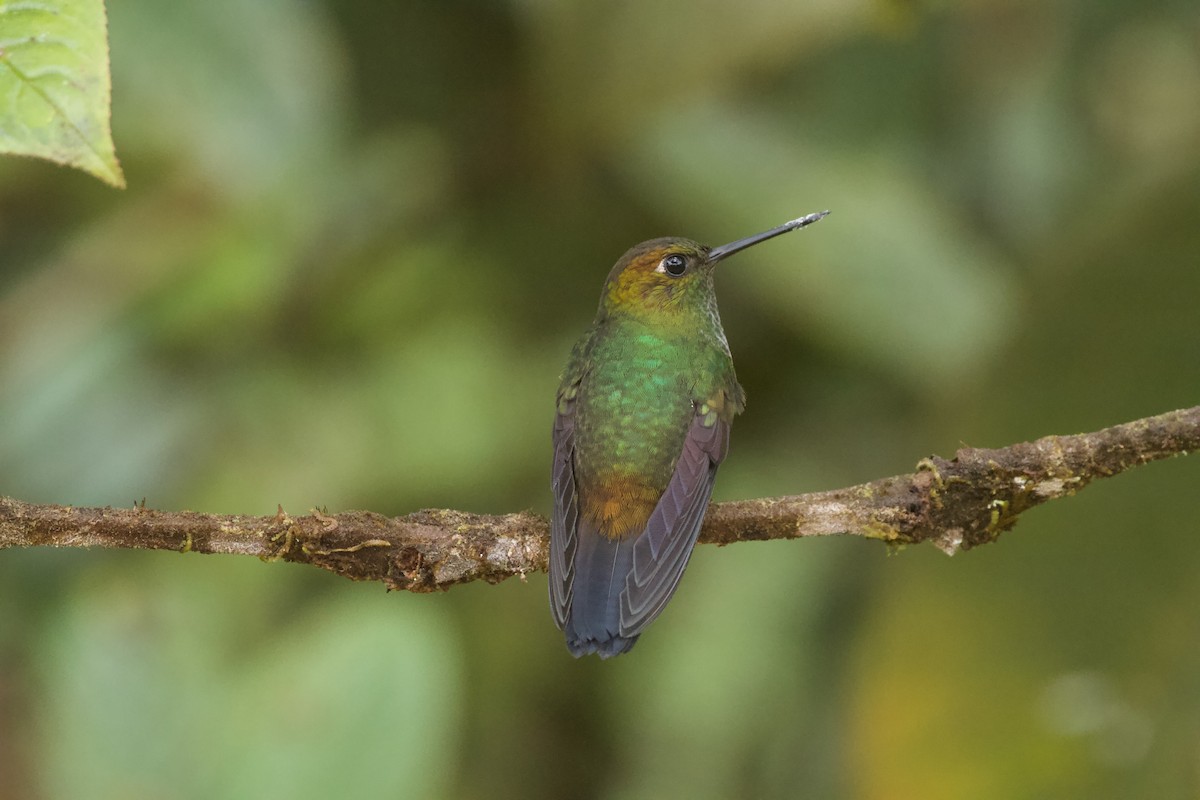 Greenish Puffleg - ML641602999